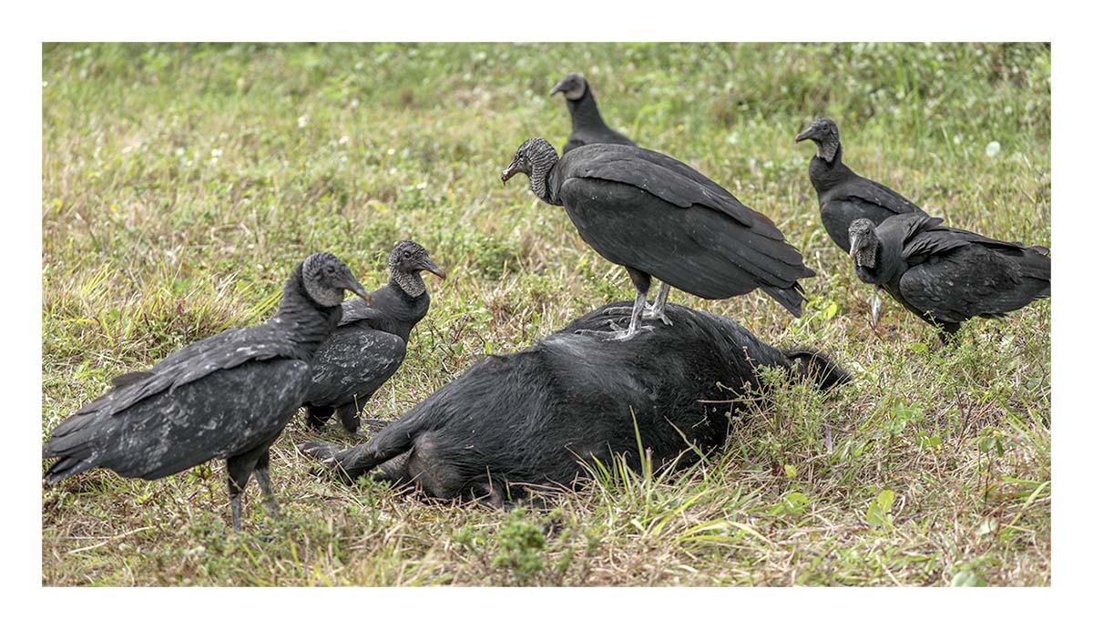 Black Vulture