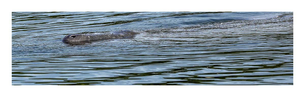 Manatee