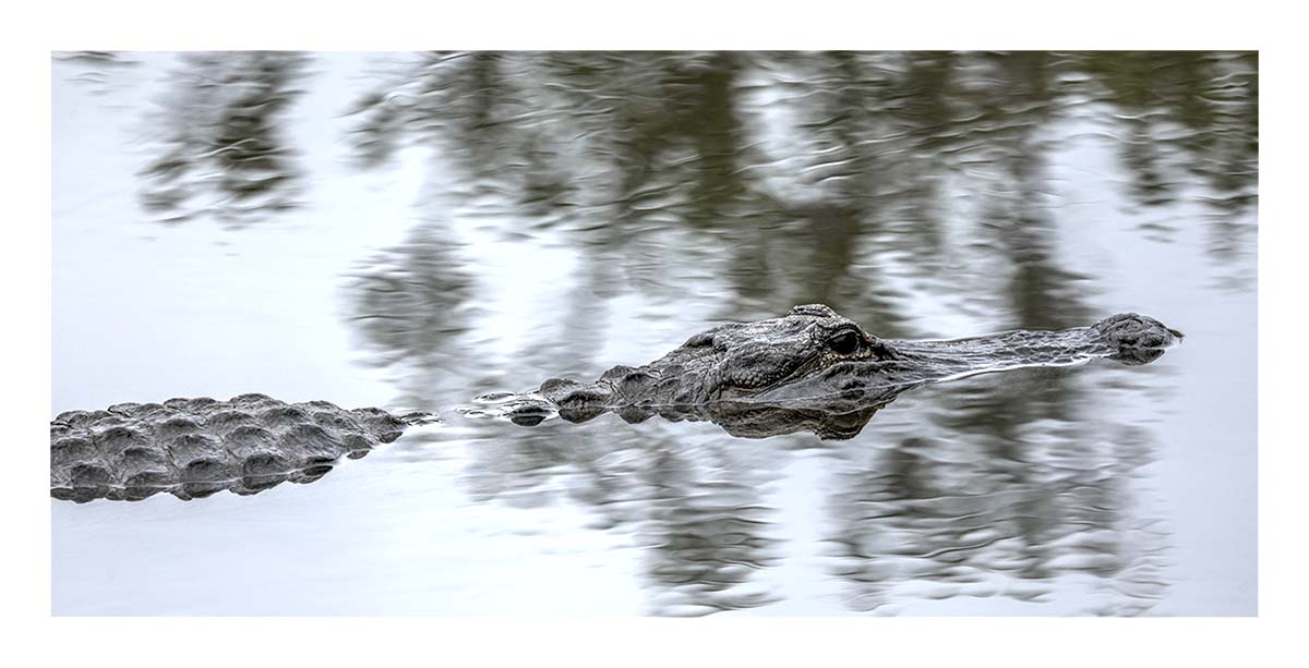 Alligator