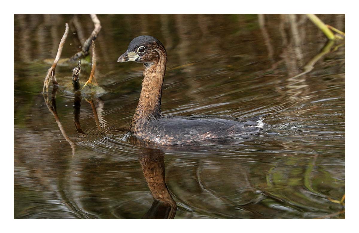 Grebe