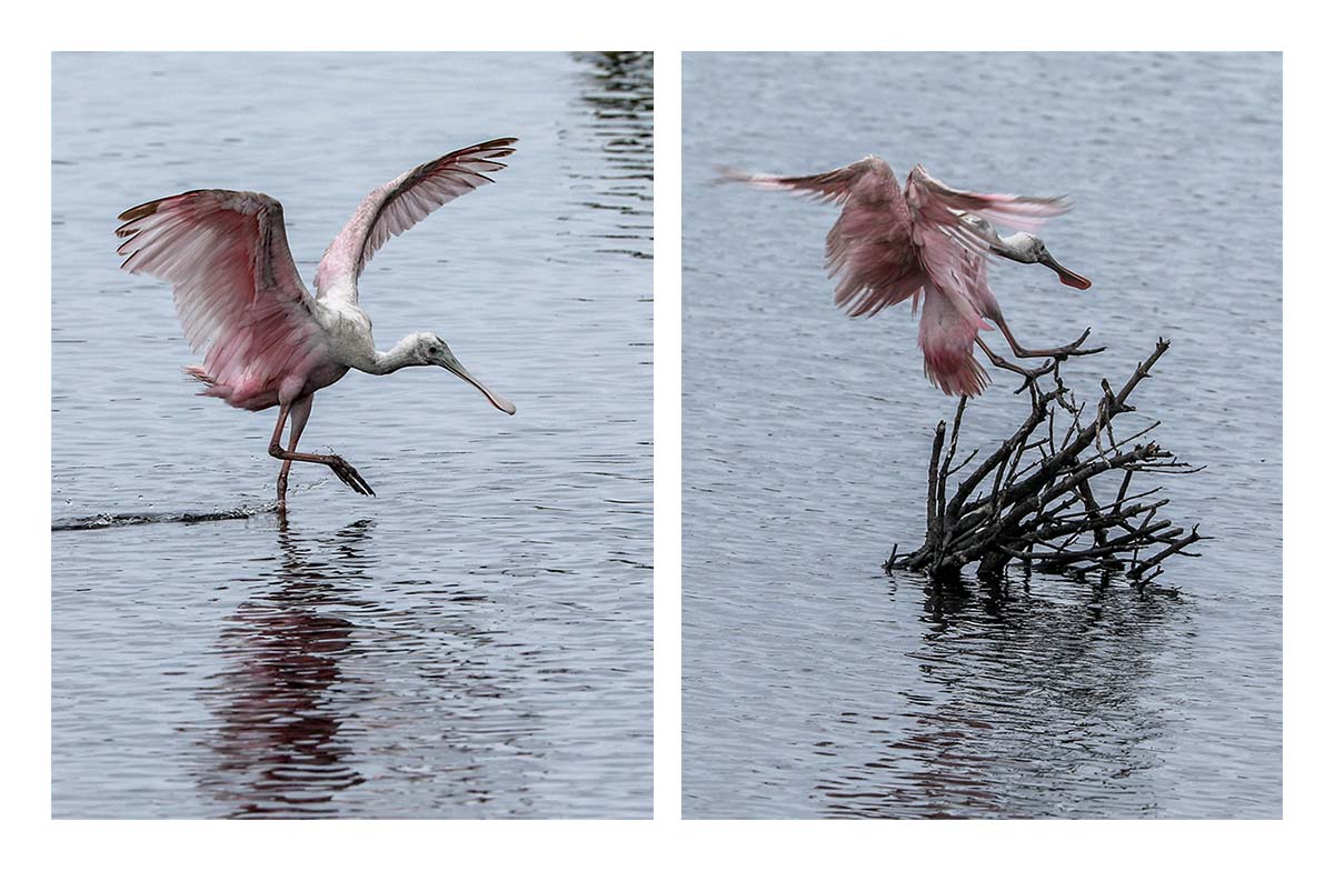 Spoonbill