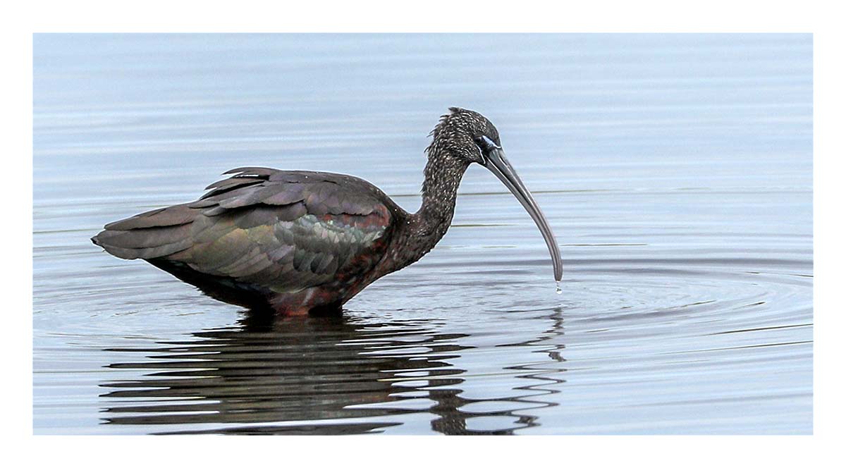 Glossy Ibis