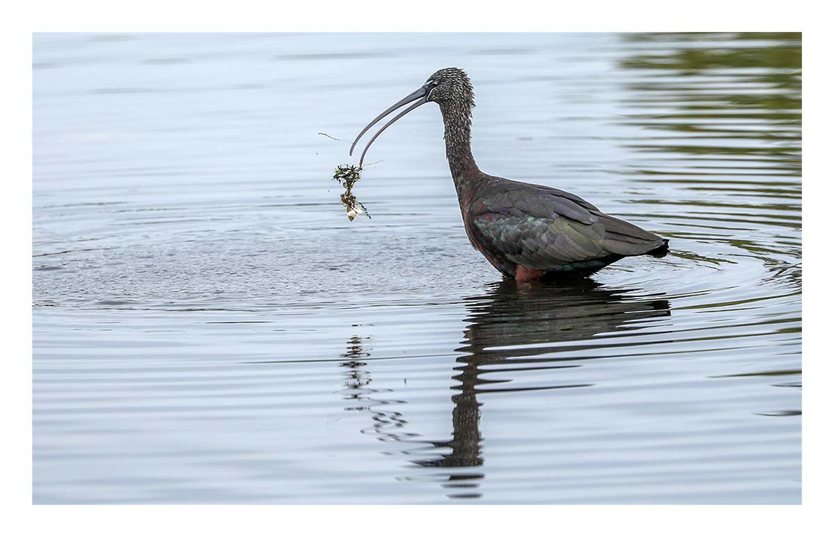 Glossy Ibis