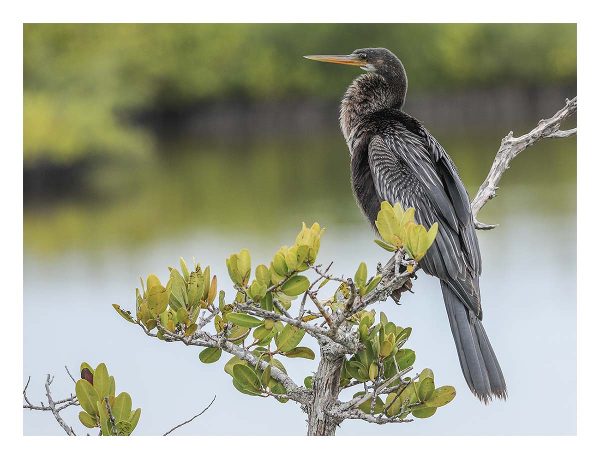 Anhinga