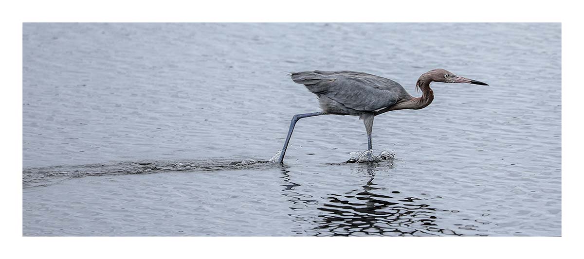 Reddish Egret