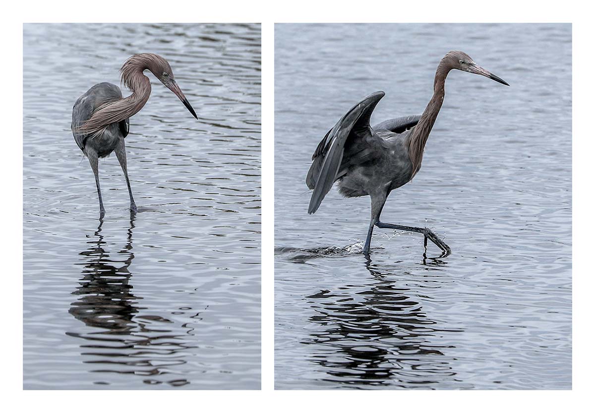 Reddish Egret