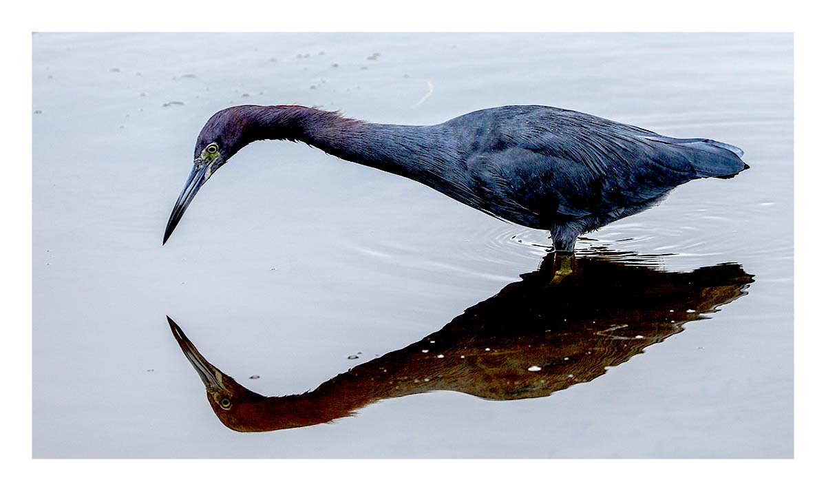 Little Blue Heron