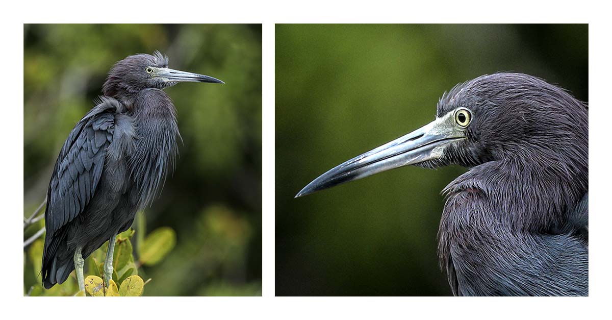 Little Blue Heron