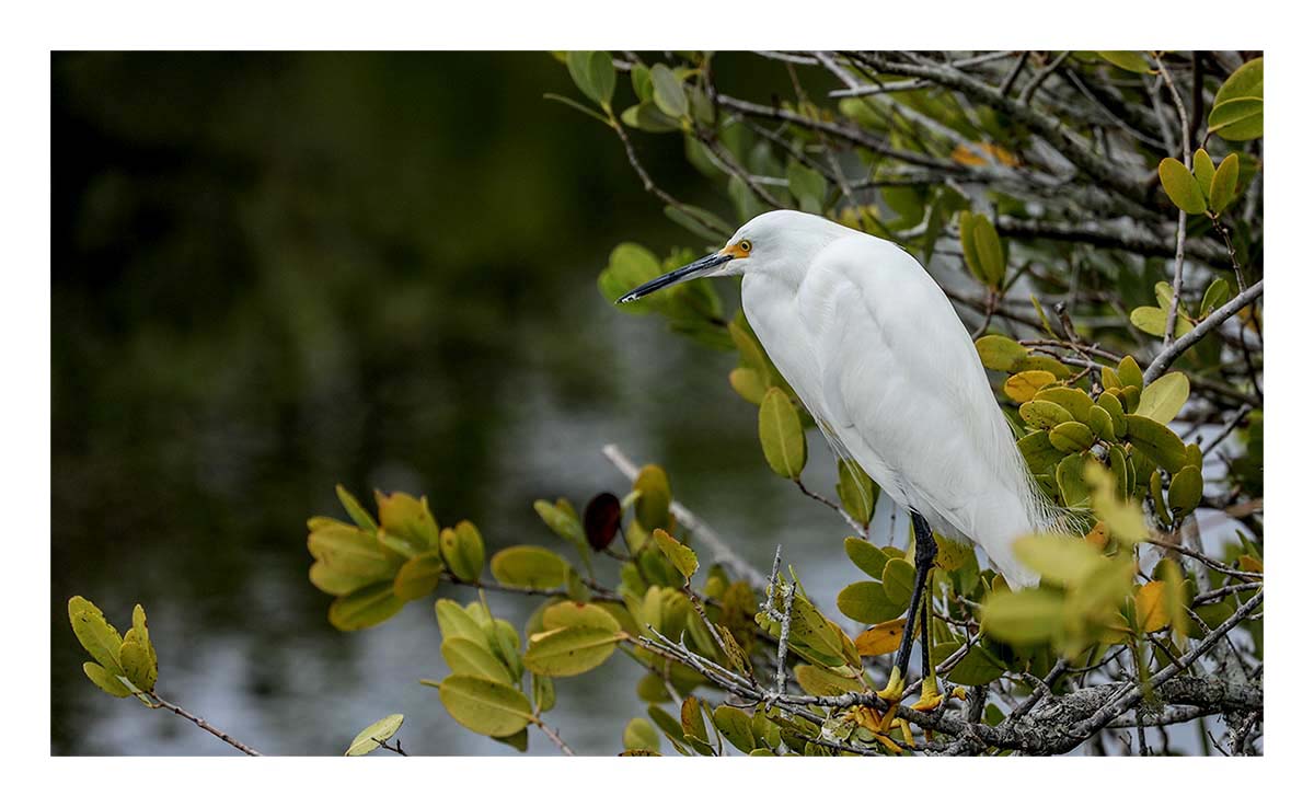 Snowy Egret