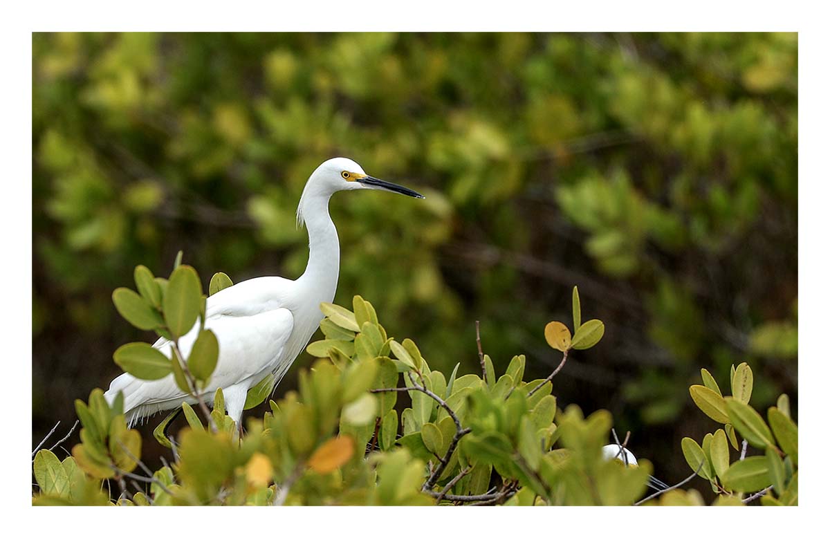 Snowy Egret