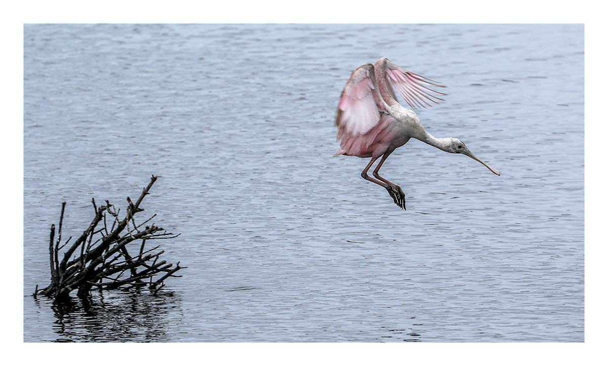 Spoonbill