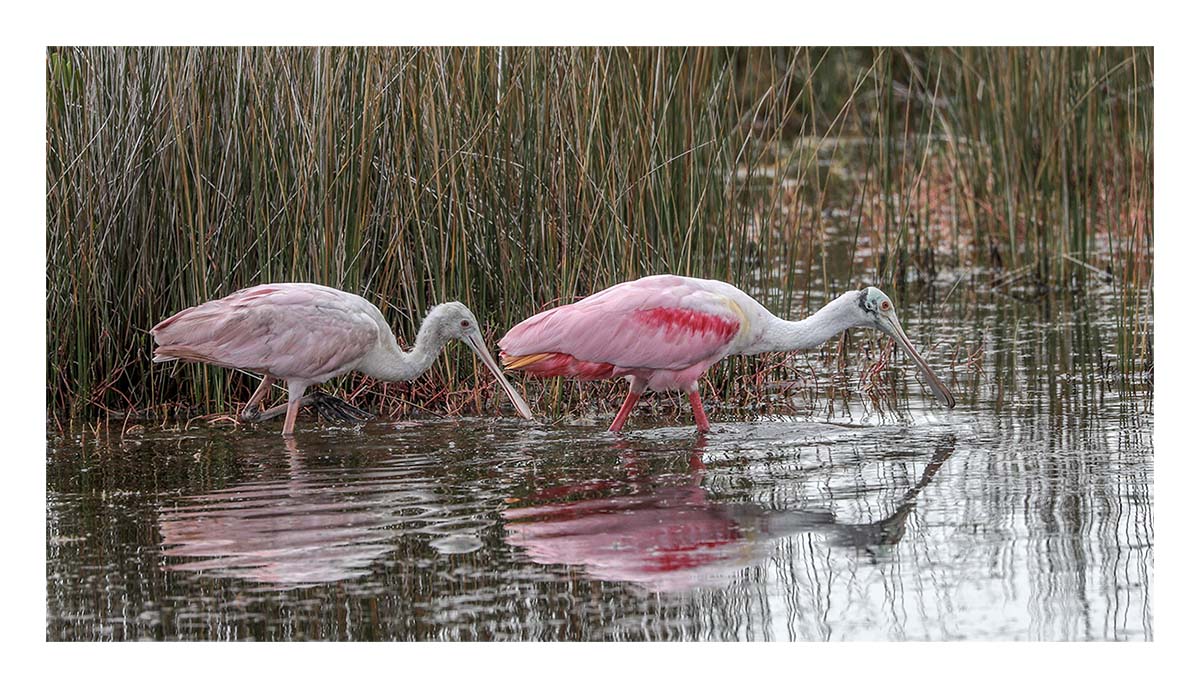 Spoonbill