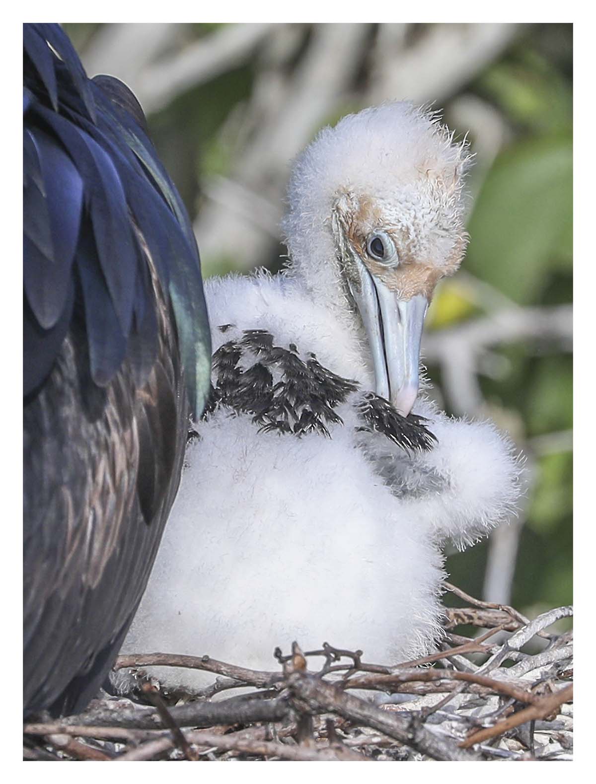 Galapagos