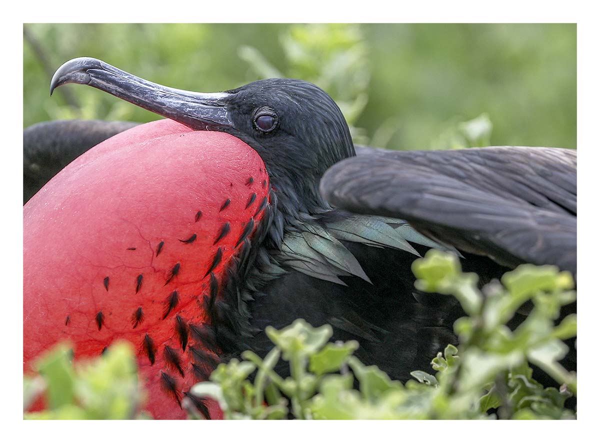 Galapagos