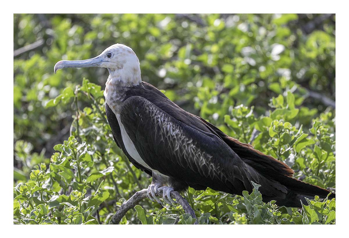 Galapagos