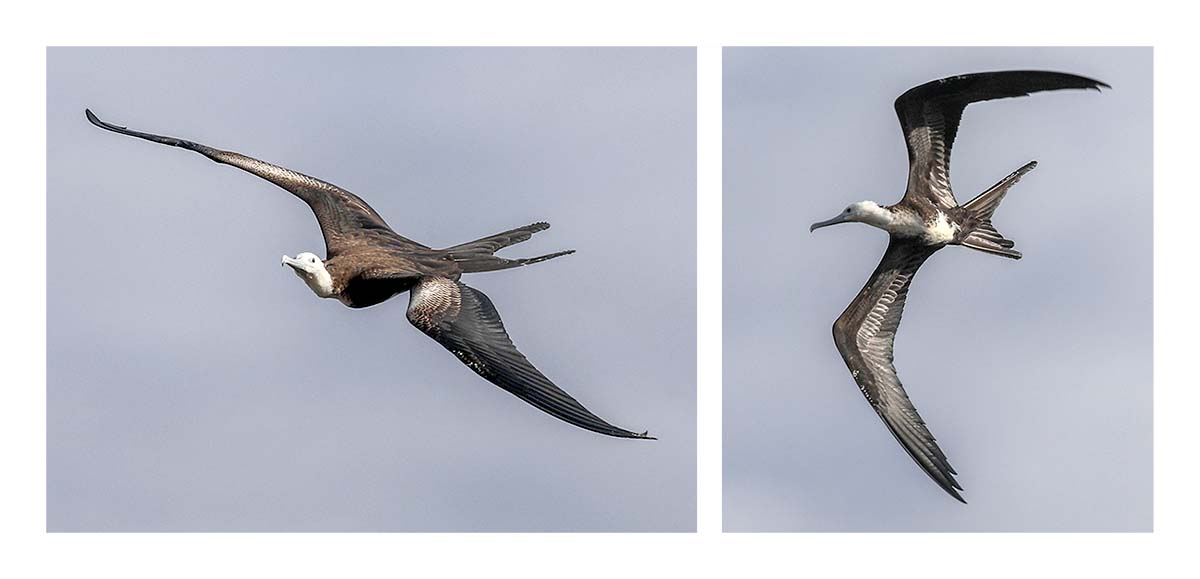 Galapagos