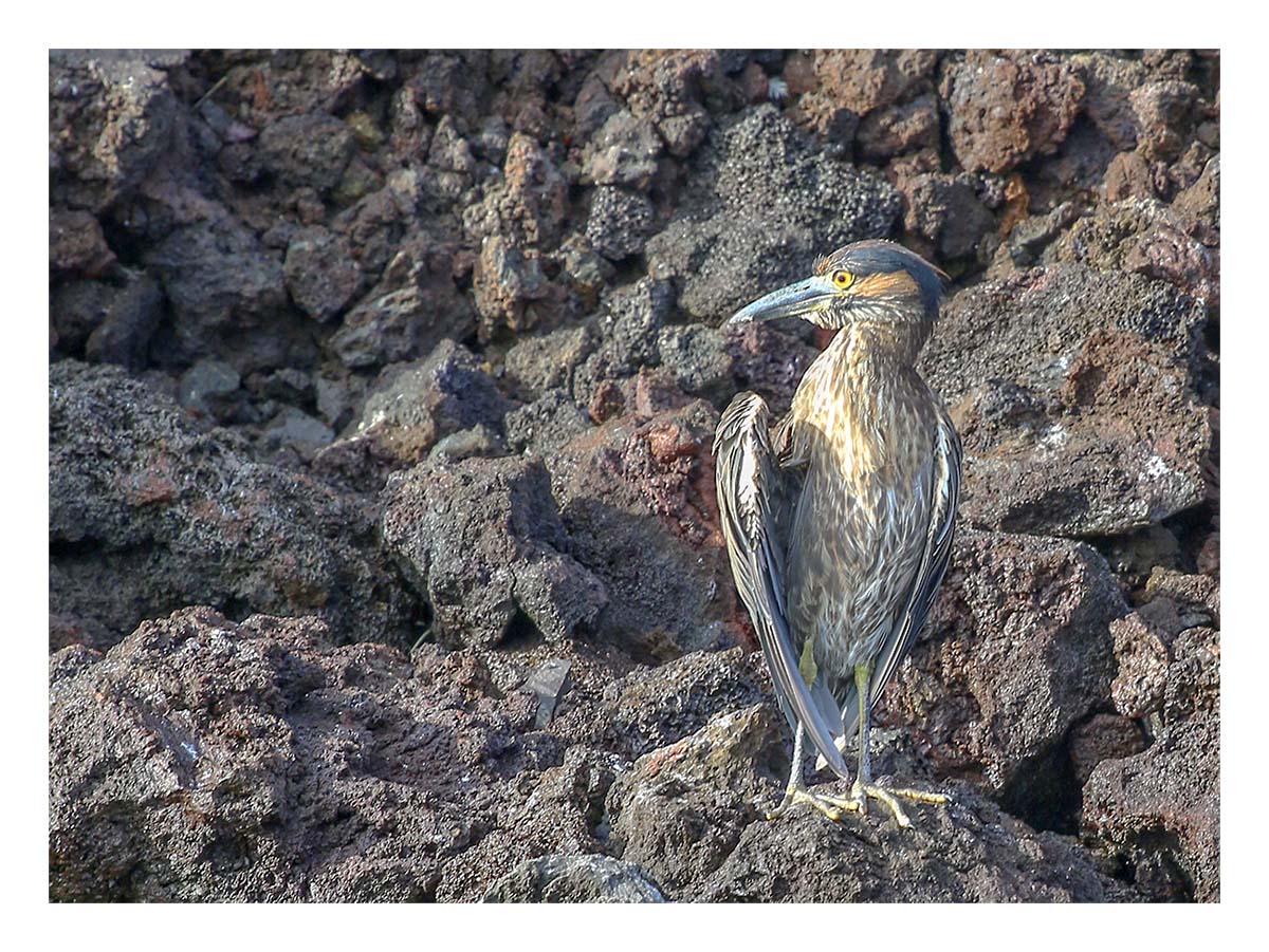 Galapagos