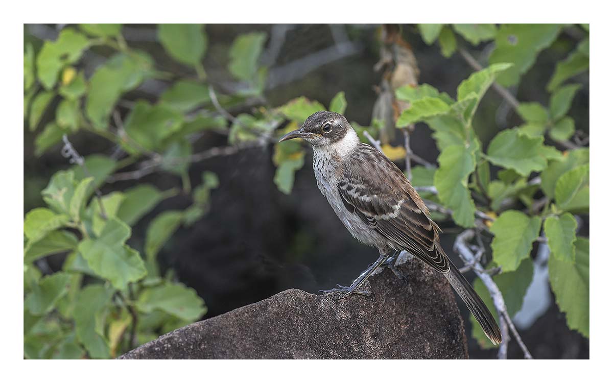 Galapagos