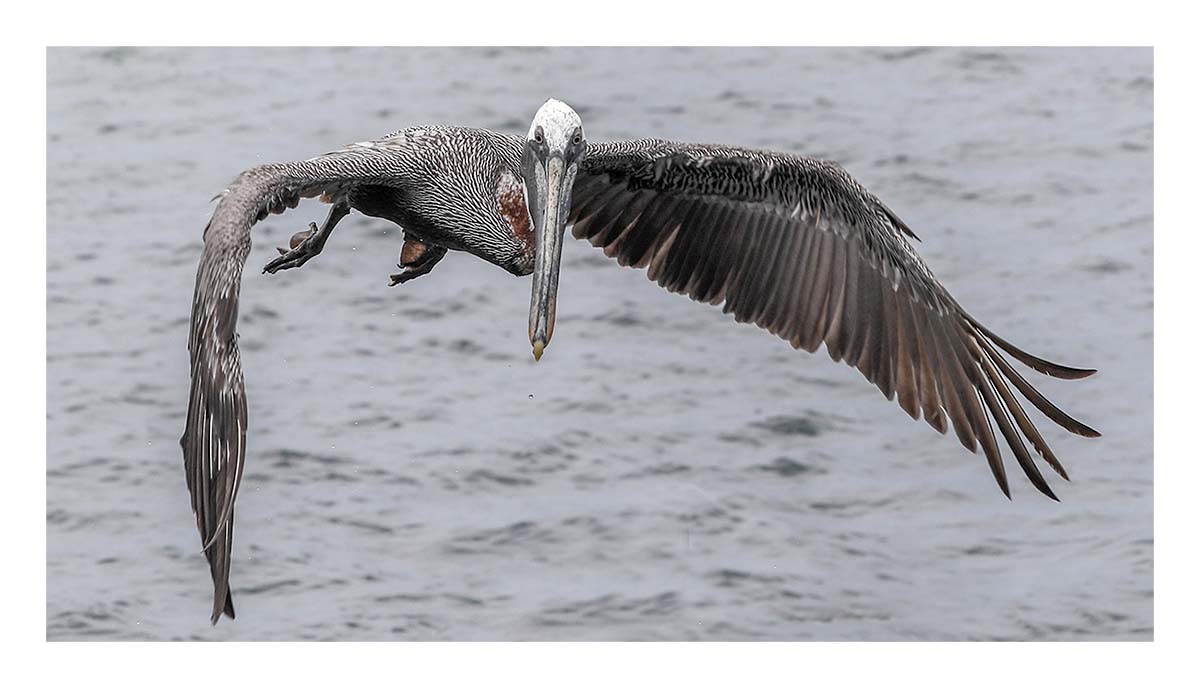 Galapagos