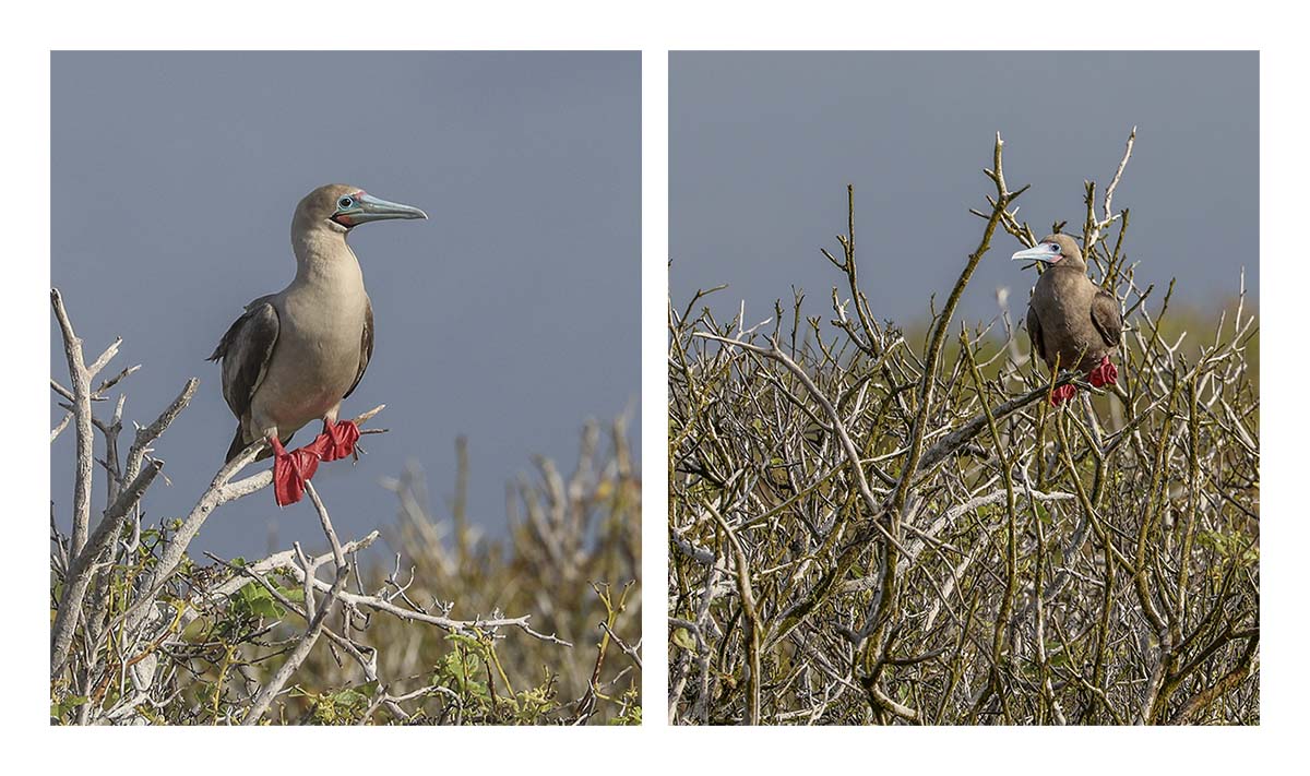 Galapagos