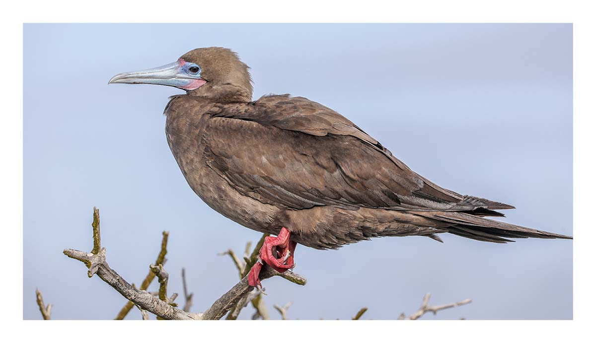 Galapagos