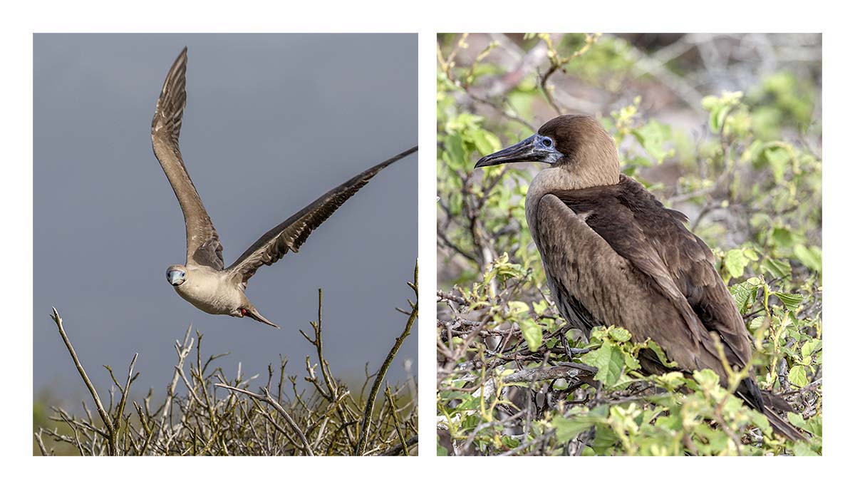 Galapagos