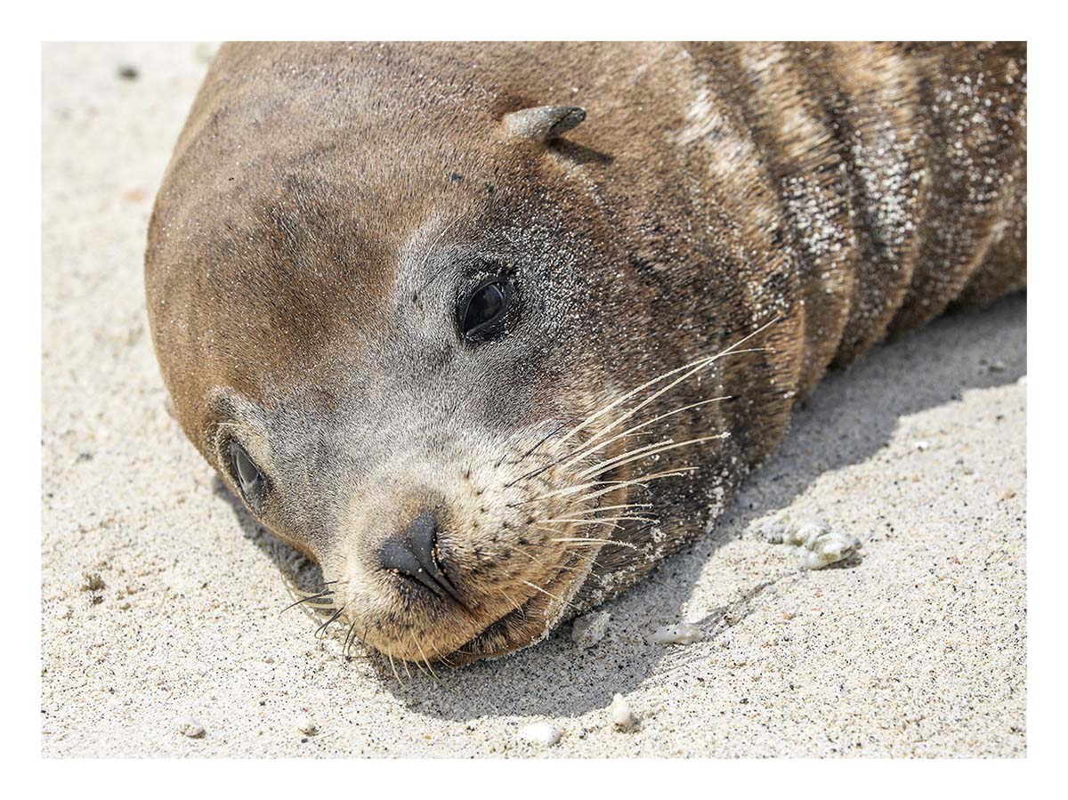 Galapagos