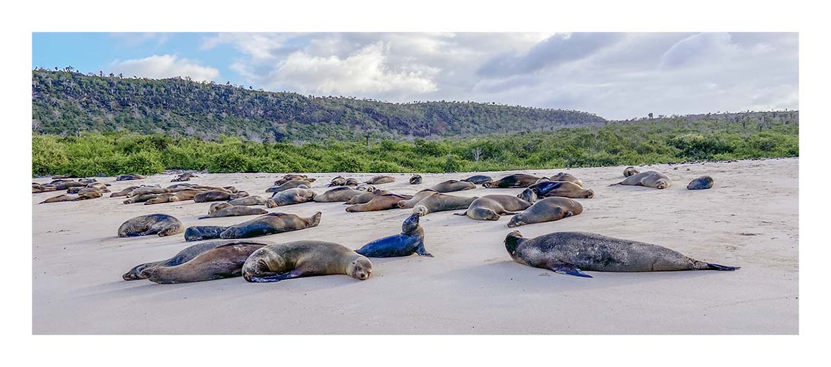 Galapagos