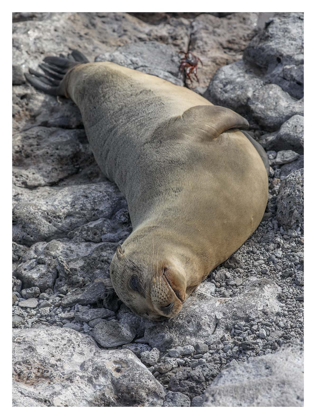 Galapagos