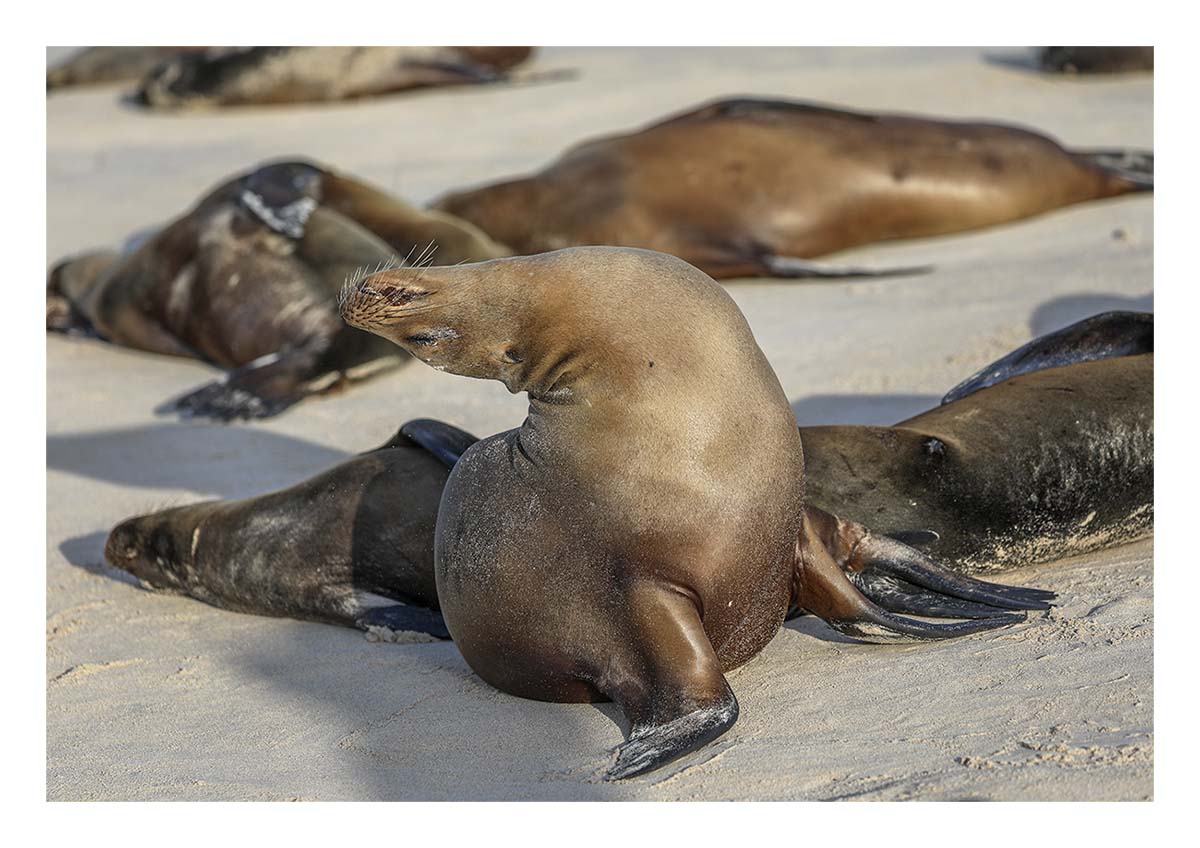 Galapagos