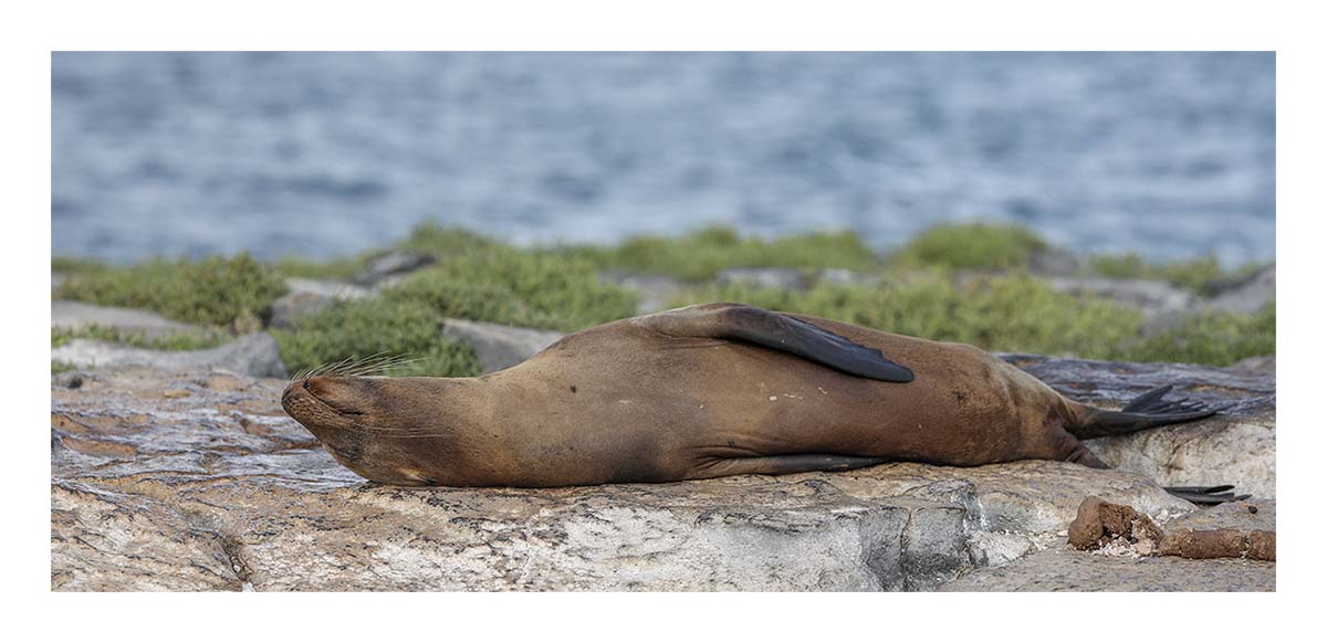 Galapagos