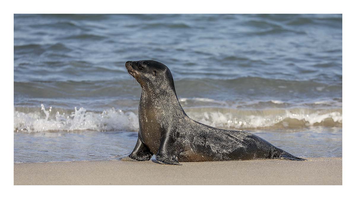 Galapagos