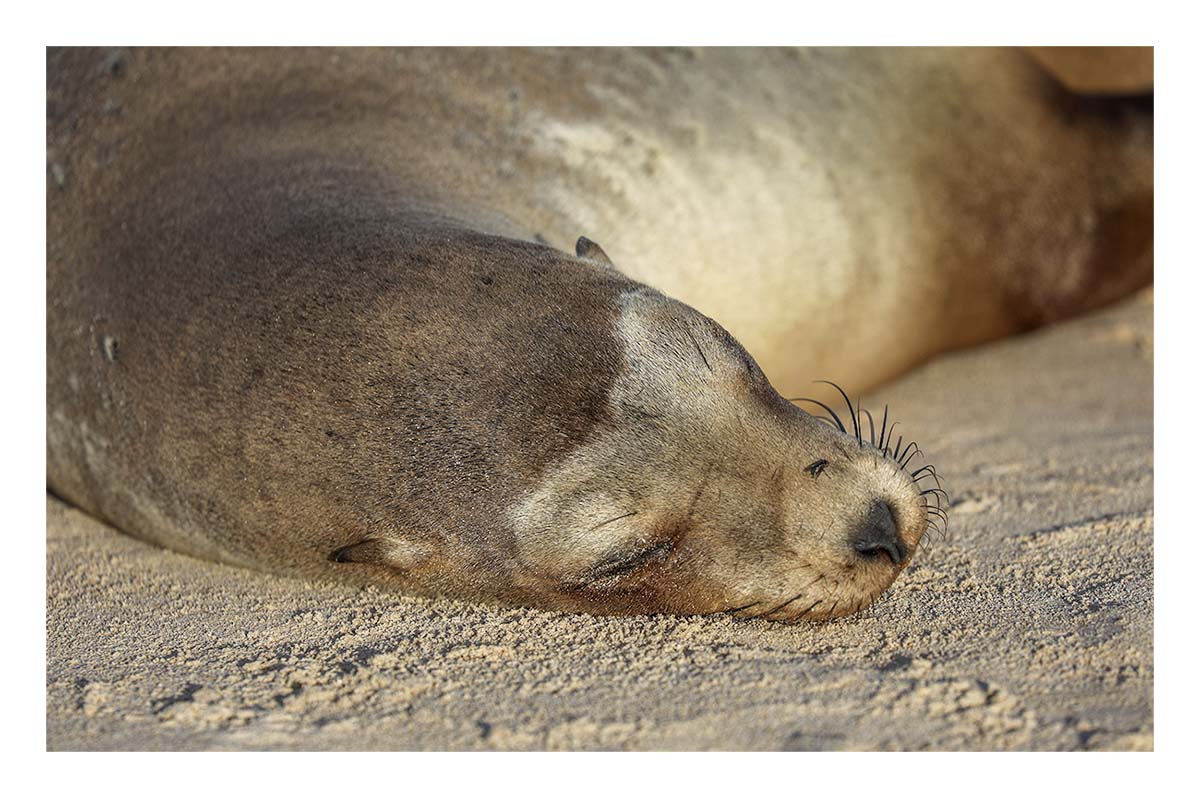 Galapagos