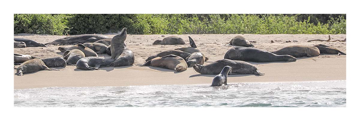 Galapagos