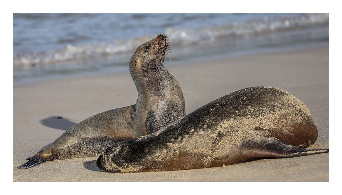 Galapagos