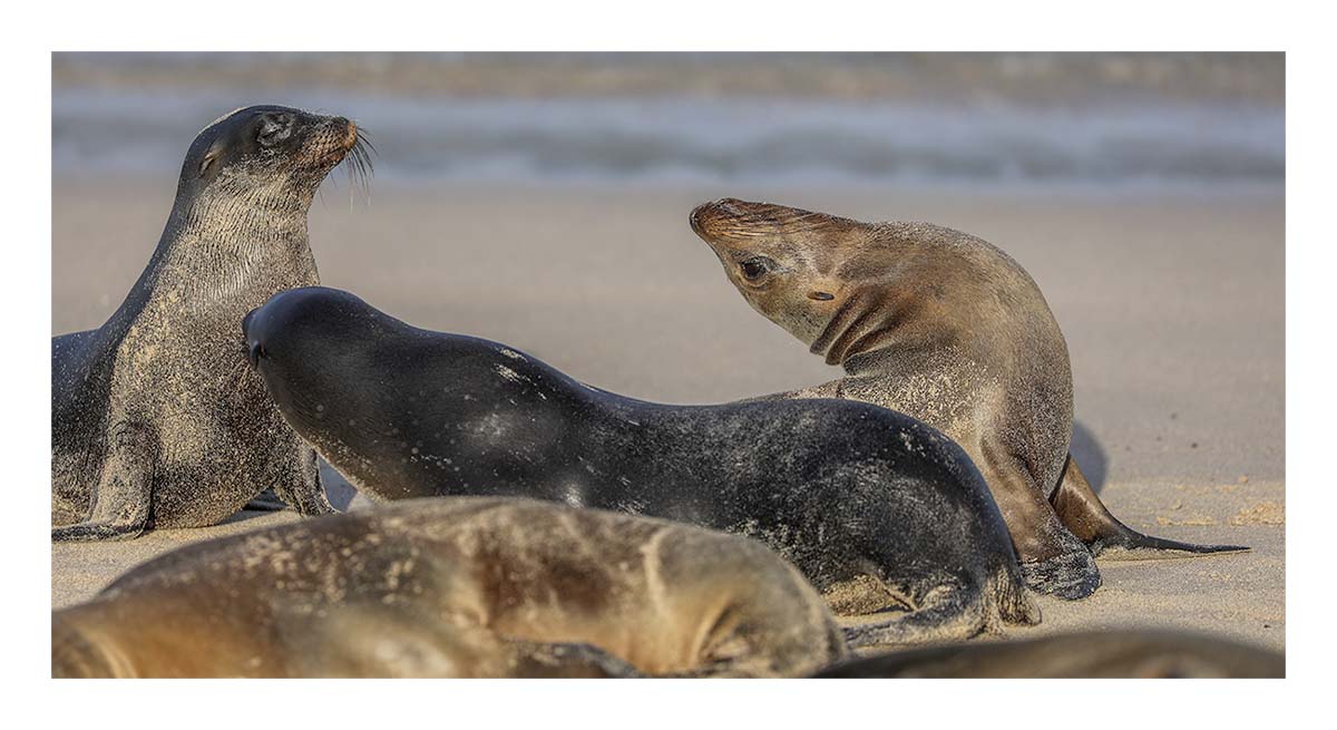 Galapagos