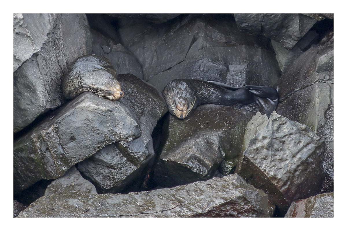 Galapagos