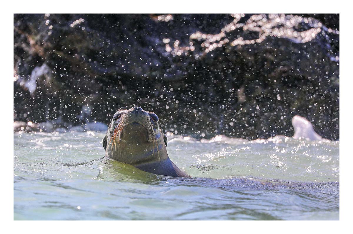 Galapagos