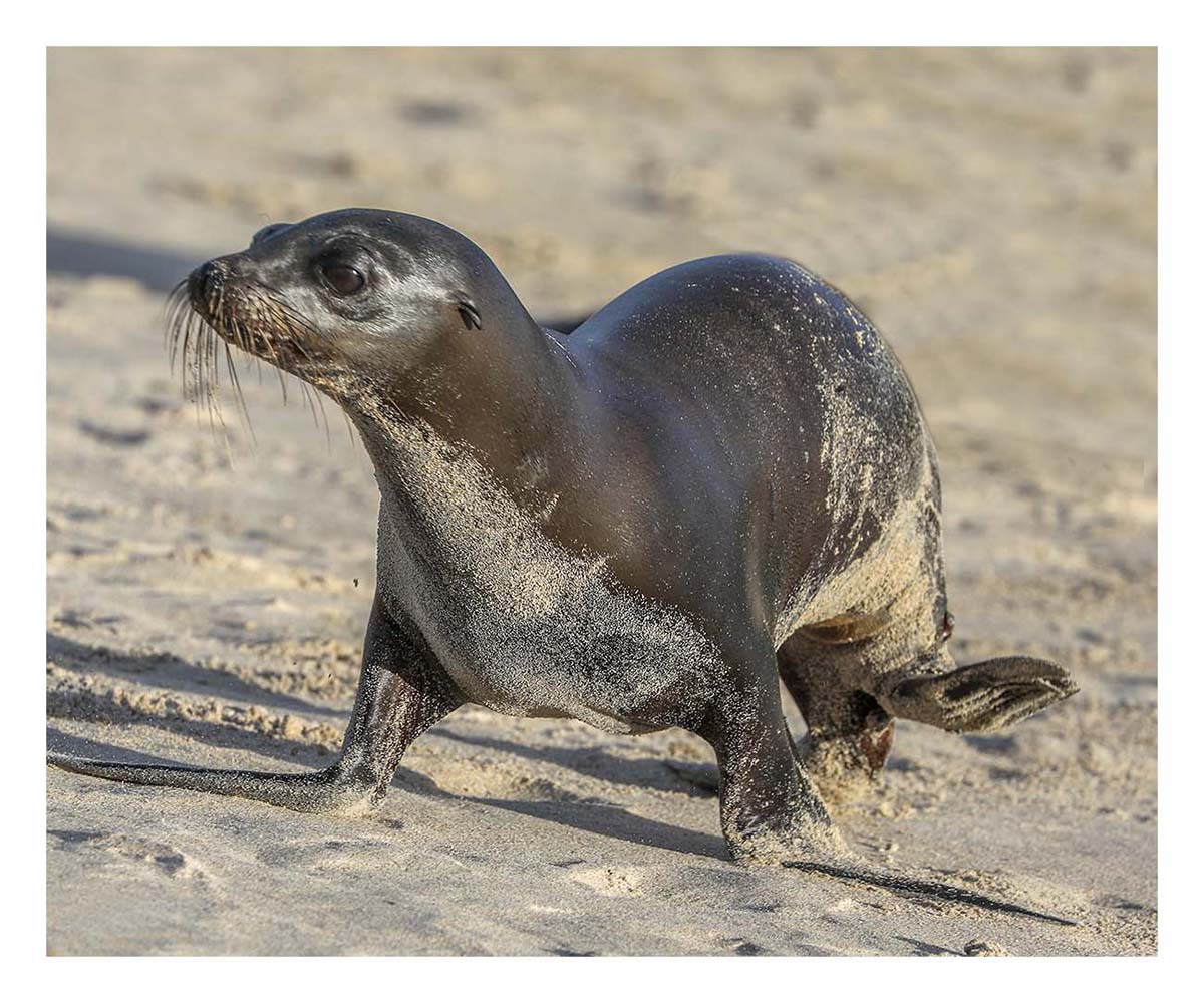 Galapagos