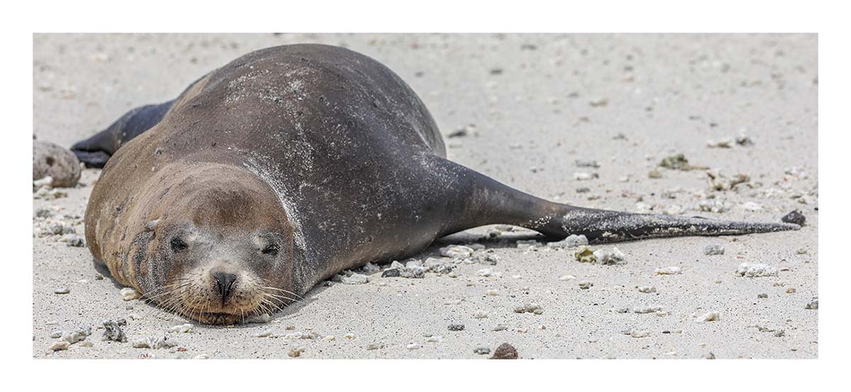 Galapagos