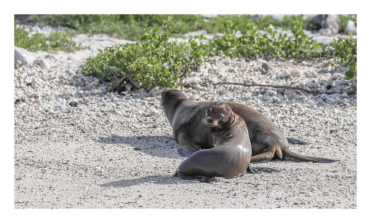 Galapagos