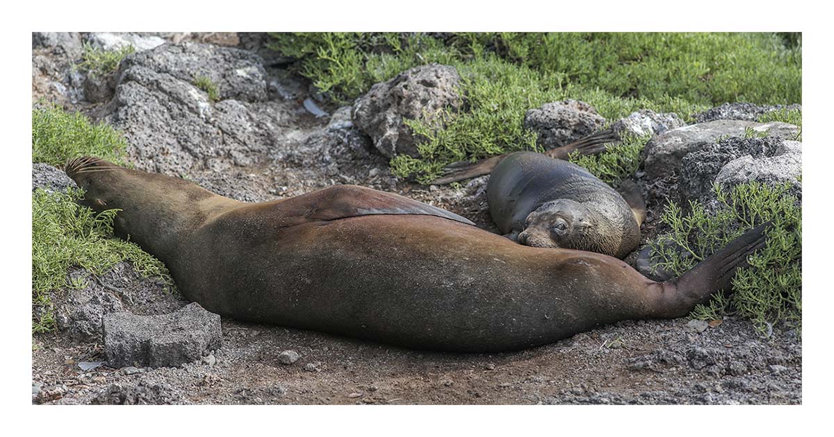 Galapagos