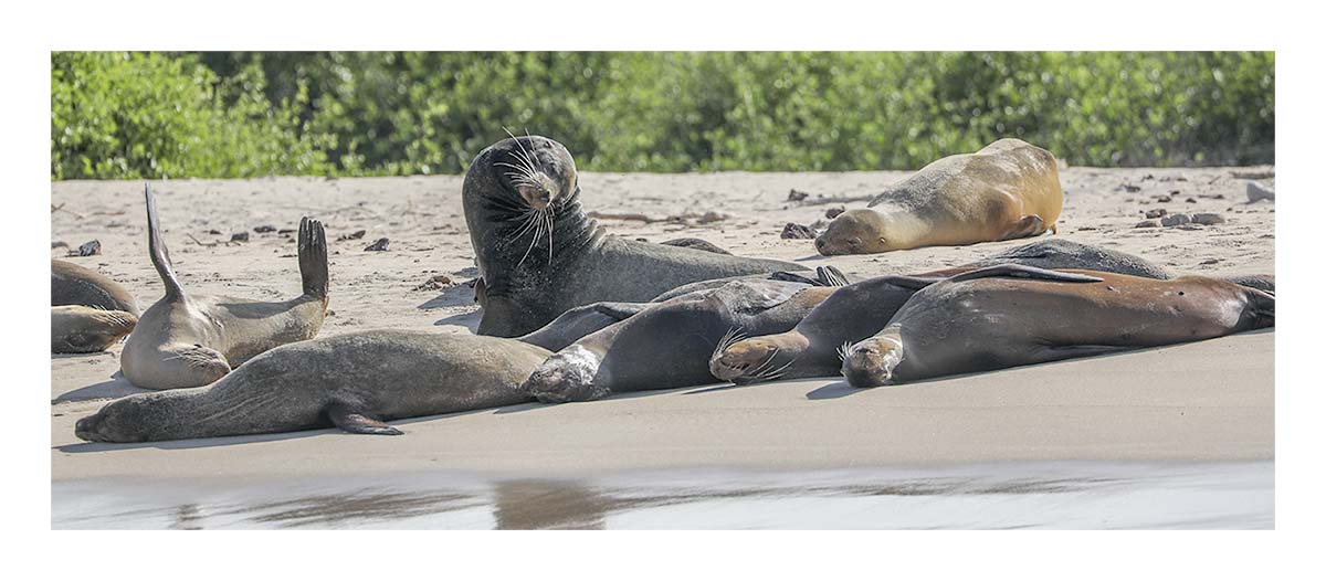 Galapagos