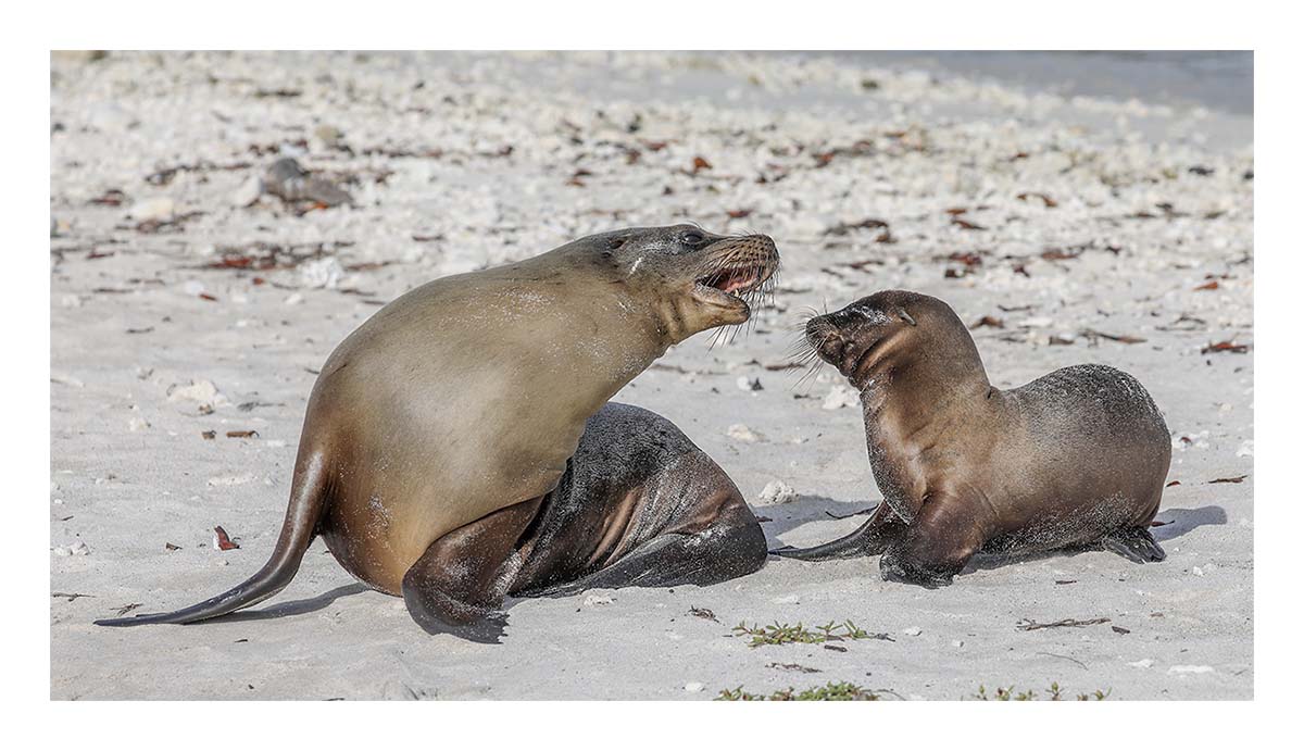 Galapagos