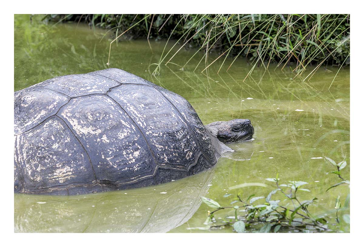 Galapagos