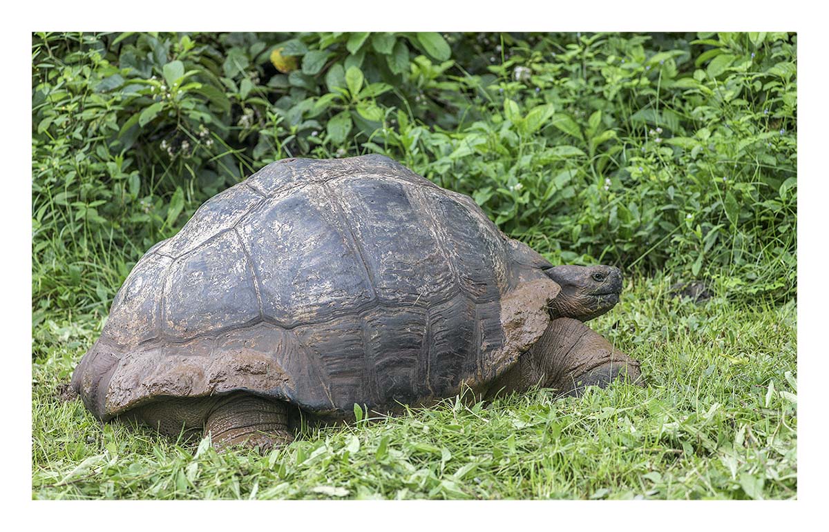 Galapagos