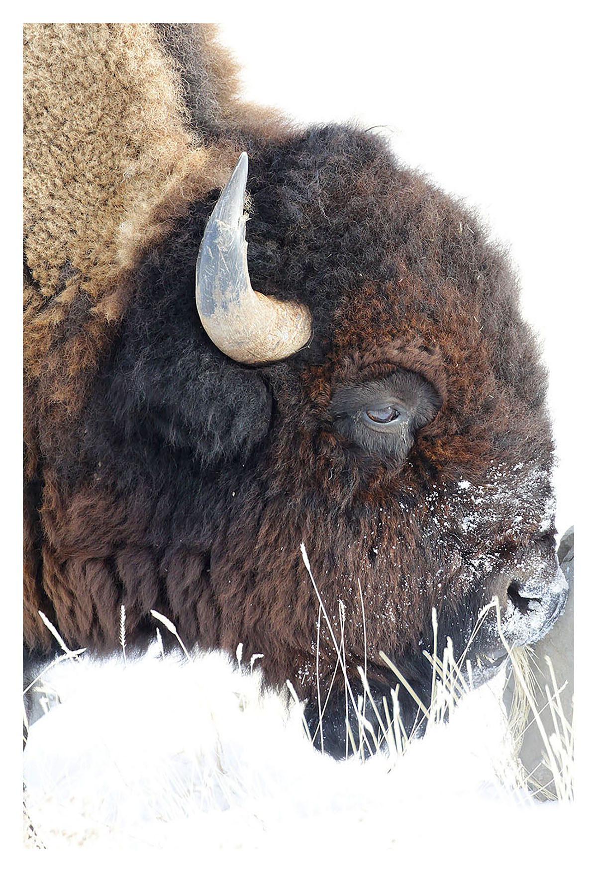 Bison