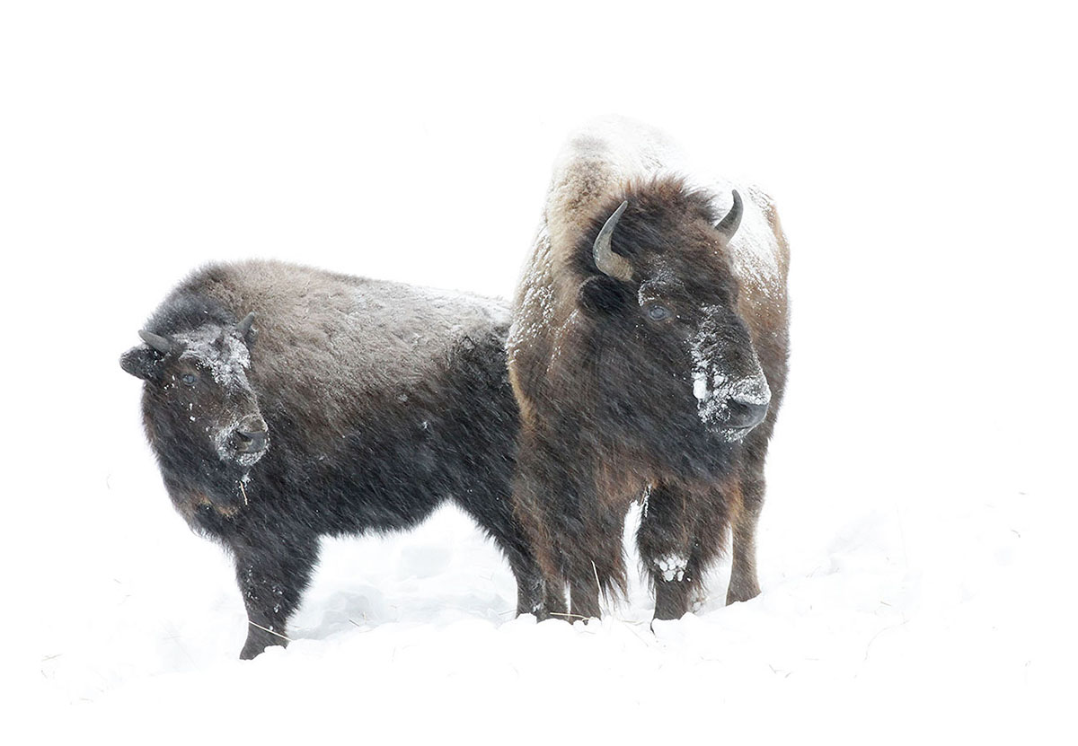 Yellowstone Bison I