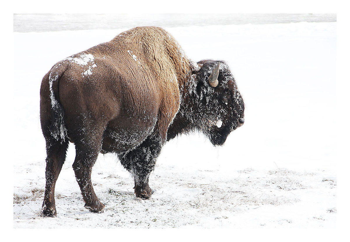 Bison