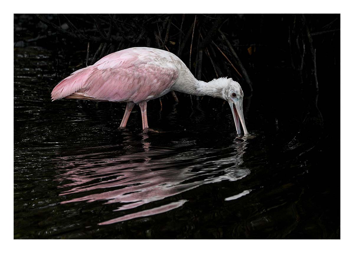 Spoonbill